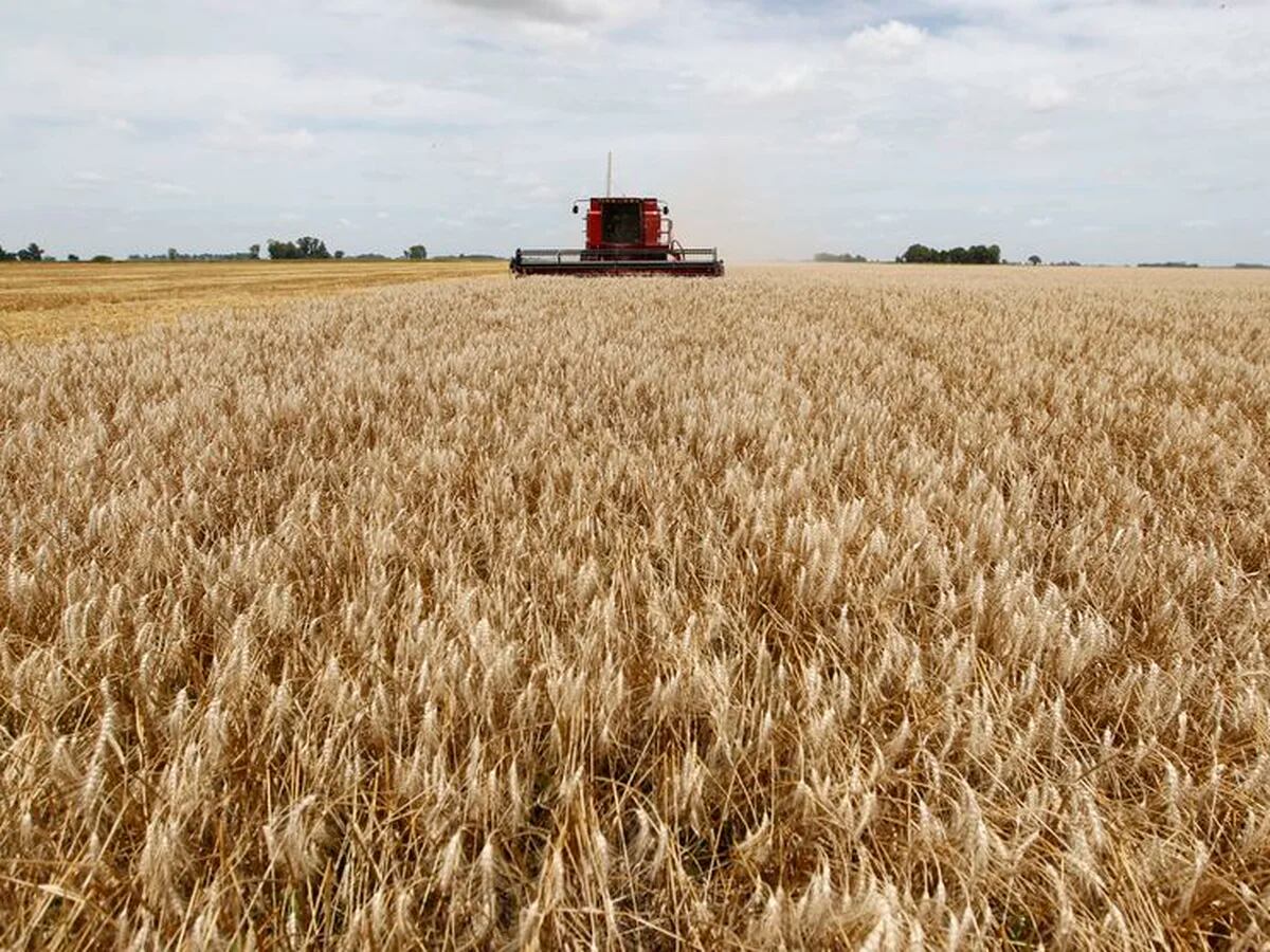 El Gobierno dijo que no subirán las retenciones al maíz, soja y trigo, pero  no aclaró qué sucederá con la harina y el aceite de soja - Infobae