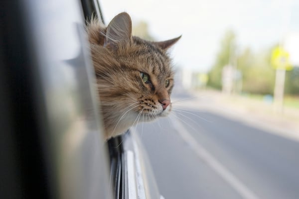 Tanto los gatos como los perros deben tener un buen comportamiento para poder viajar “sueltos”, es decir, fuera de la jaula en el auto (Getty)