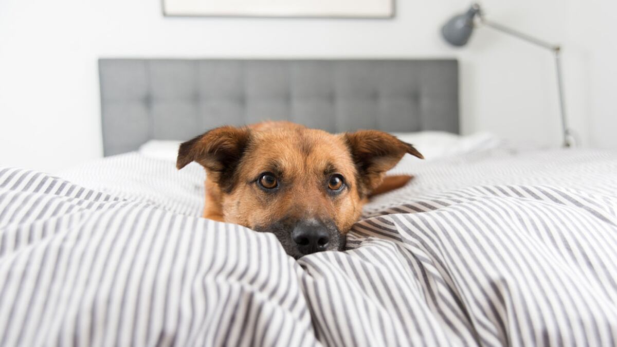 Image result for estudio revela mujeres duermen mejor con perro que hombre