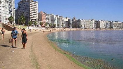 En 2019, en playas de Montevideo y Canelones, los guardavidas recurrieron a la bandera roja con una cruz verde para recomendar el alejamiento de una espuma tóxica que conformaba una mancha verdosa, tanto en el agua como en la arena