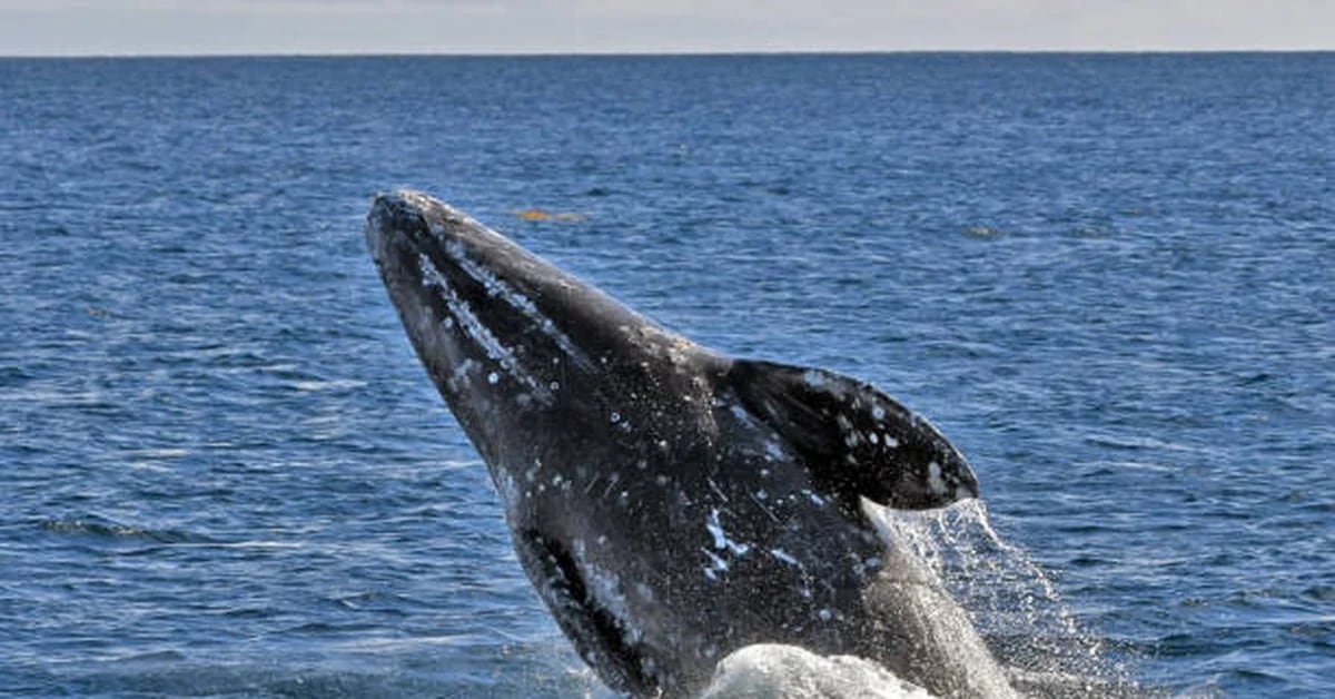World Wildlife Fund in Colombia asked to protect whale routes in the Pacific