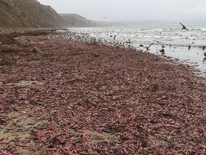 Miles De Peces Pene Encallaron En Una Playa De California Infobae