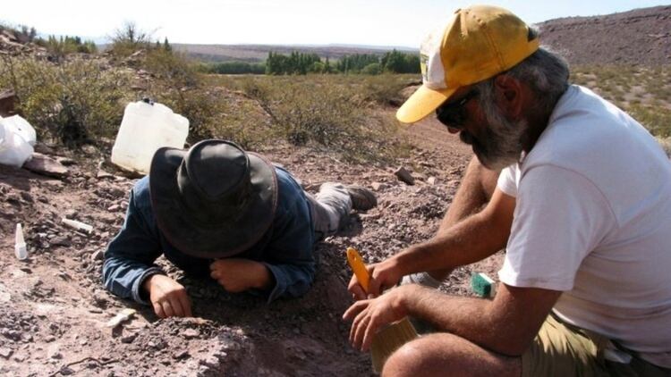 Un equipo de paleontÃ³logos espaÃ±oles y argentinos hallaron los restos de tres ejemplares de una nueva especie de dinosaurio