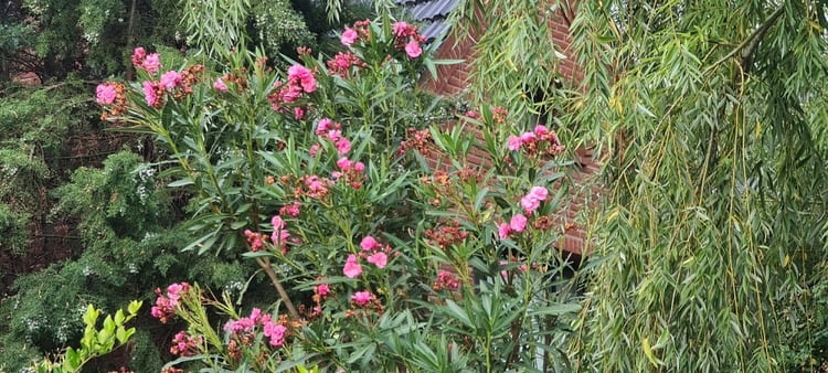 Una foto tomada sin zoom.