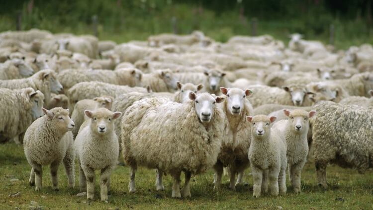 La Secretaría de Gobierno de Agroindustria implementará un programa para aumentar el consumo de carne ovina