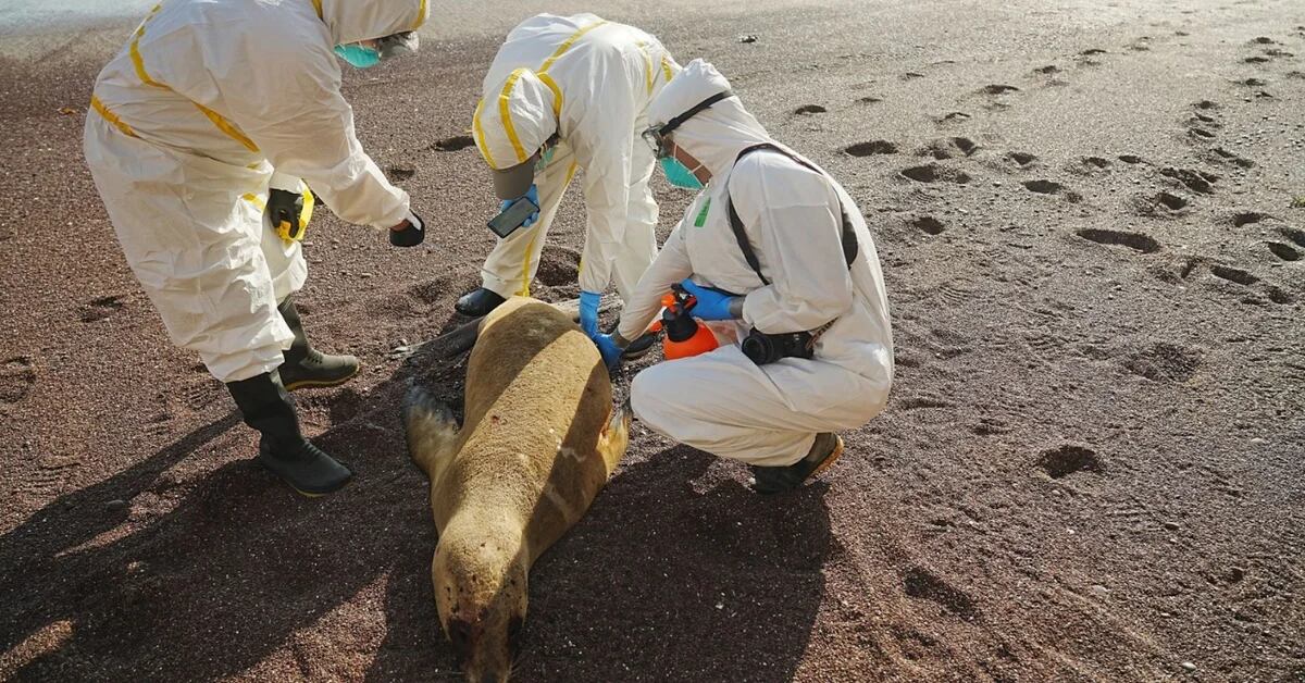 Seven sea lions died on Puerto Eten beach from H5N1 flu virus