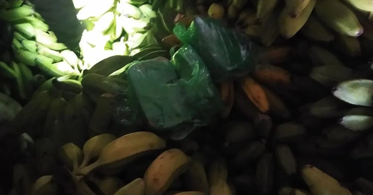 They seized 200 kilos of drugs in a shipment of bananas from Sinaloa