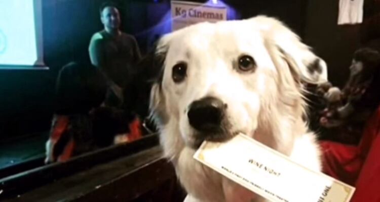 Los canes necesitan mostrar su carnet de vacunación para entrar al cine (Foto: Captura de pantalla)