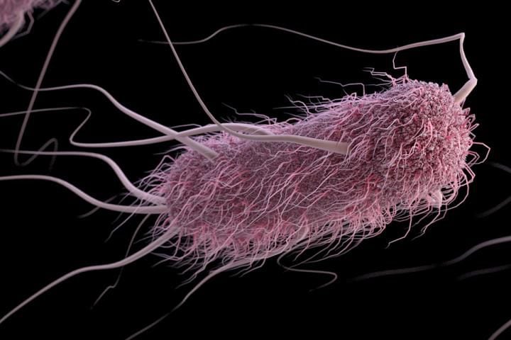 Pueden pasar más de 3 días desde el momento en que la bacteria Escherichia coli infecta al organismo y se desarrollen los síntomas de síndrome urémico hemolítico (Alissa Eckert and Jennifer Oosthuizen/CDC)