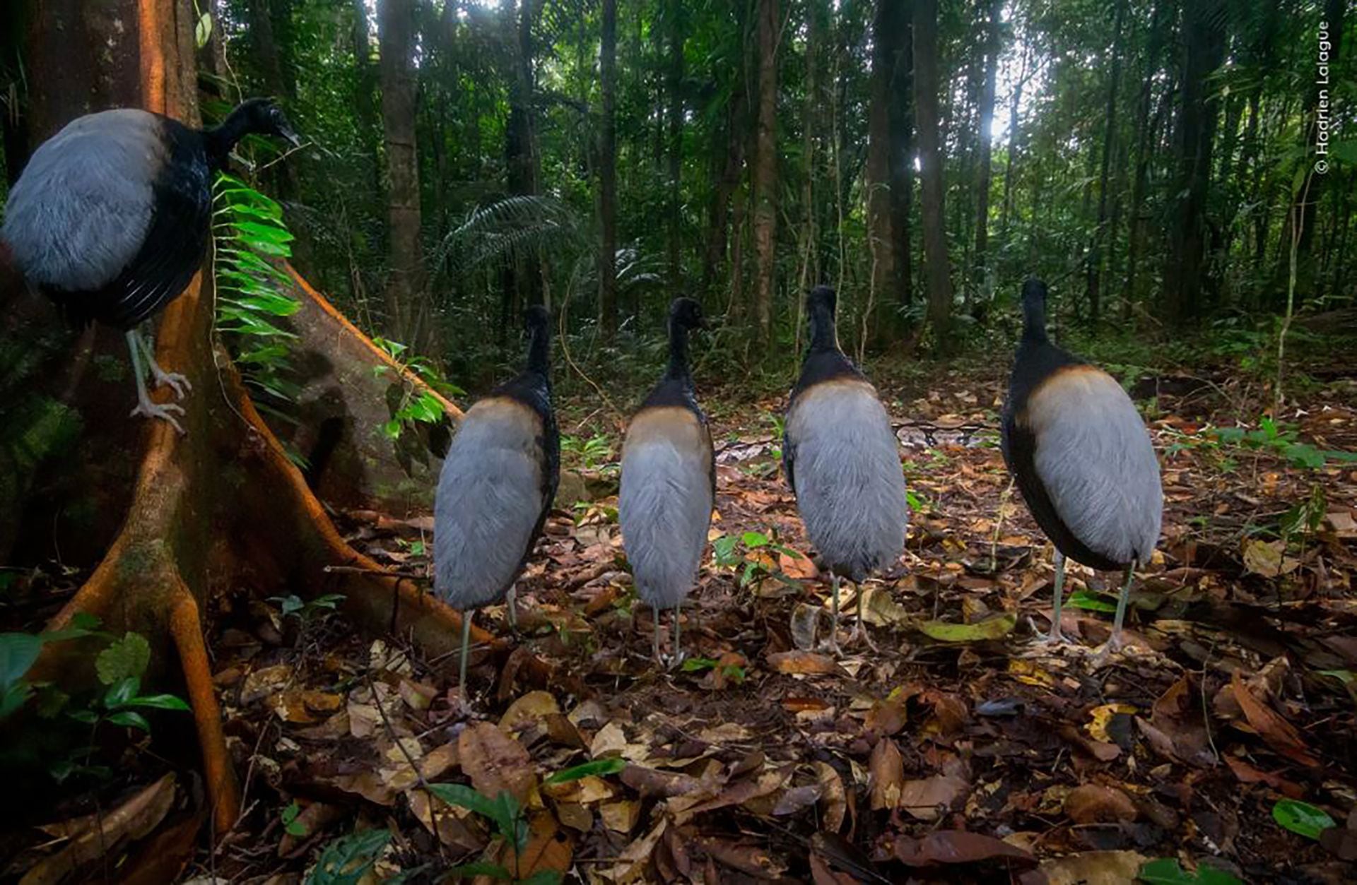 El concurso de fotografía "Wildlife Photographer