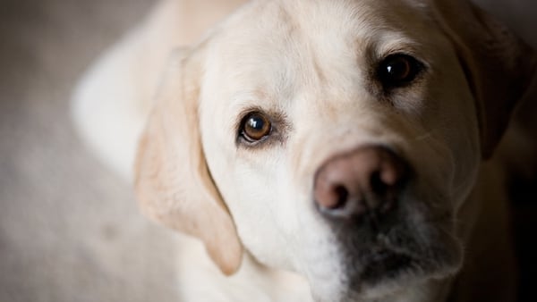 La comida no incide en las expresiones faciales de los perros (Getty Images)