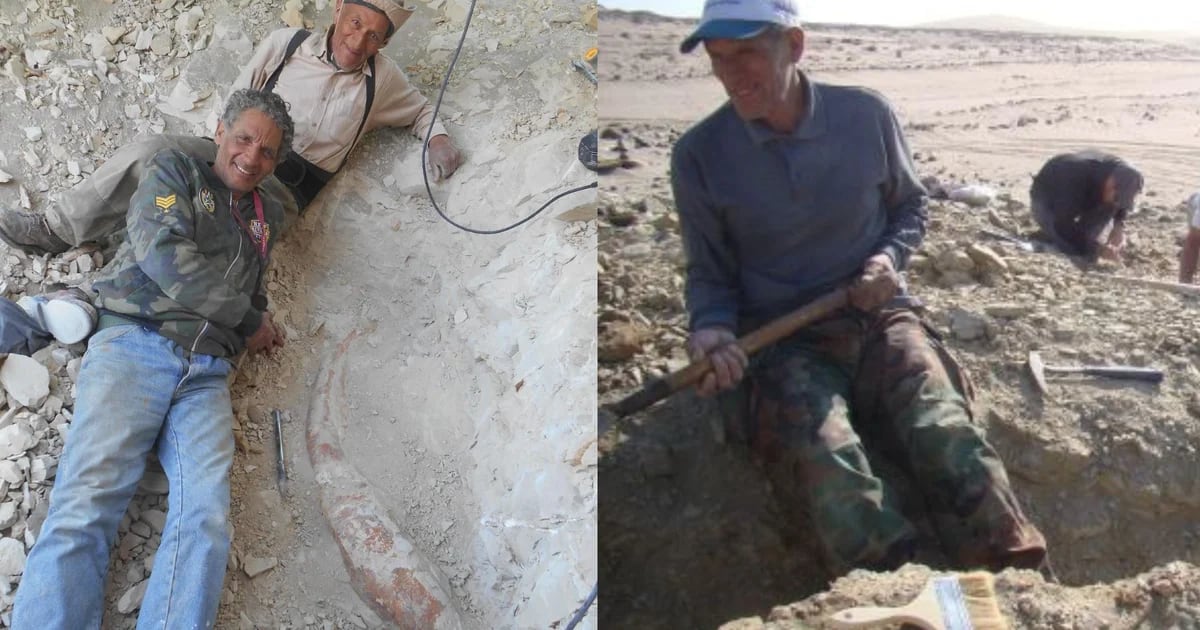 Discoverer of Perucetus colossus discovers new primitive cetacean: “It will go around the world”