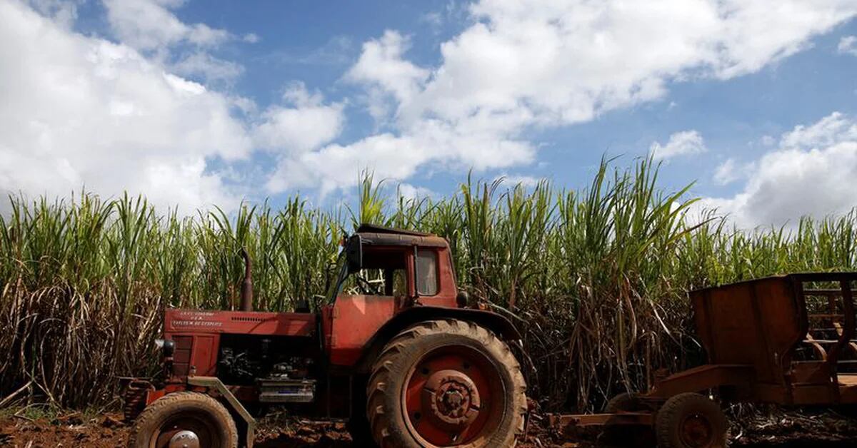 Crisis in Cuba: the regime recognized a significant deficit in the sugar harvest due to the lack of resources and labor