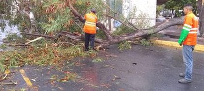 Autoridades de Nuevo León reportaron árboles caídos ante las lluvias y vientos generados por la depresión tropical "Hanna" (Foto: Twitter@mtygob)