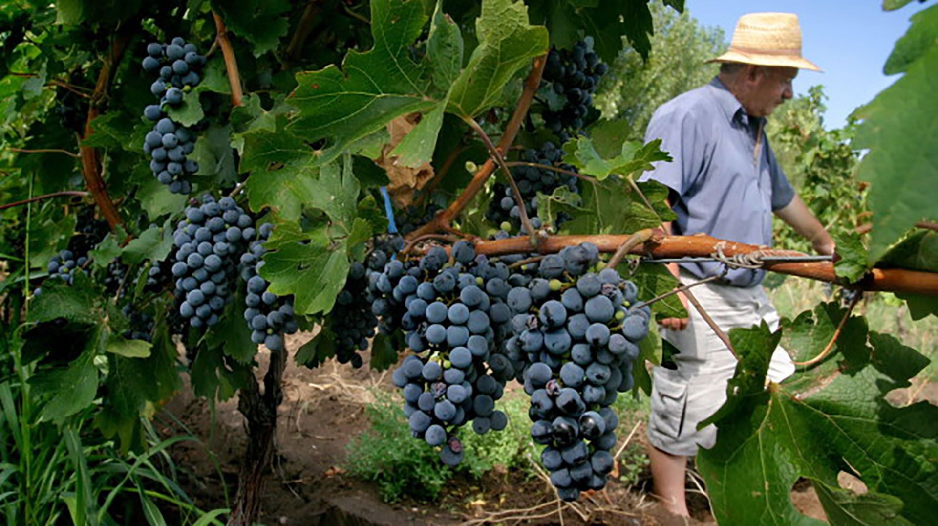 La vitivinicultura ha registrado una importante presencia en las exportaciones de las economías regionales durante los primeros 5 meses del año. 