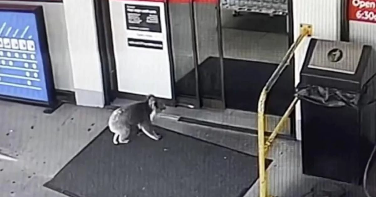 Employee of the month: an adventurous koala explores a gas station in Australia