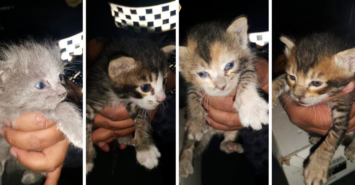 Gustavo A. Madero: Four Kittens were saved from a Drain by Police