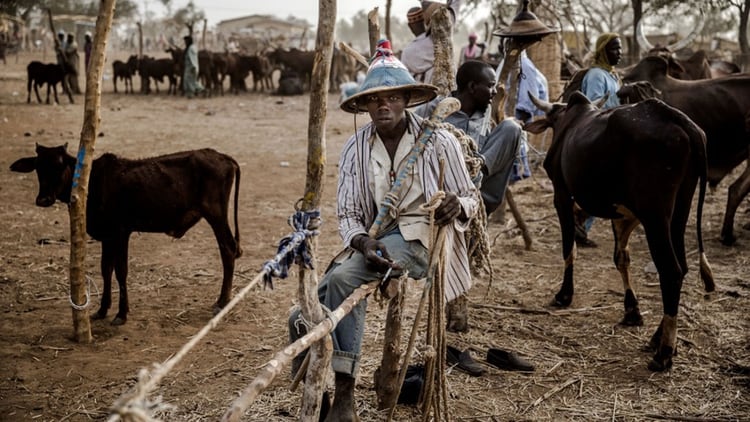 Un hombre fulani vende vacas en un mercado en Nigeria, donde está la mayor población de este grupo étnico (AFP)