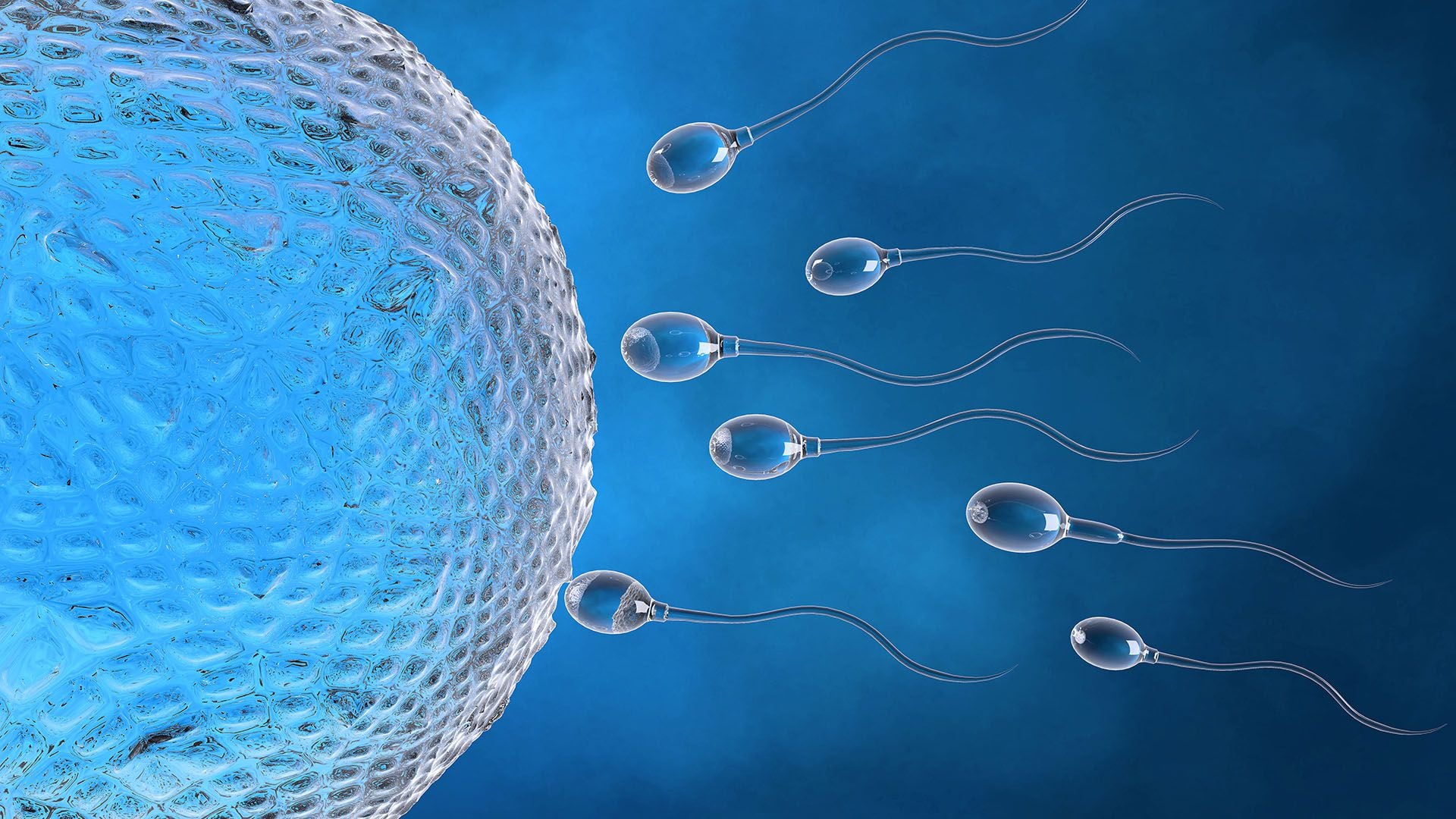 “Los hombres, en promedio, acumulan alrededor de dos mutaciones en el ADN de su esperma cada año, lo que podría ayudar a explicar por qué los riesgos para la salud de sus bebés aumentan a medida que envejecen”, explicó el doctor Michael Eisenberg, profesor de urología en la Facultad de Medicina de la Universidad de Stanford (Getty)
