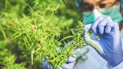 I paesi europei hanno da tempo incluso la cannabis nella loro farmacopea (Shutterstock)