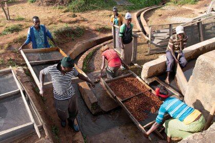 El café es una planta nativa del mismo territorio donde probablemente se originó la humanidad, Etiopía. (REUTERS/Maheder Haileselassie)