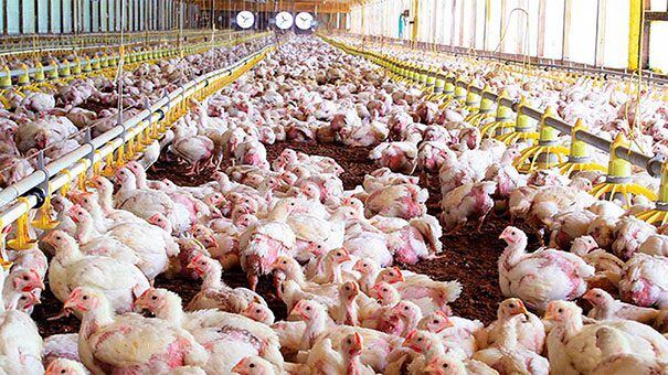 Preocupación en la industria avícola por la gripe aviar: qué medidas se  tomaron para asegurar las exportaciones - Infobae