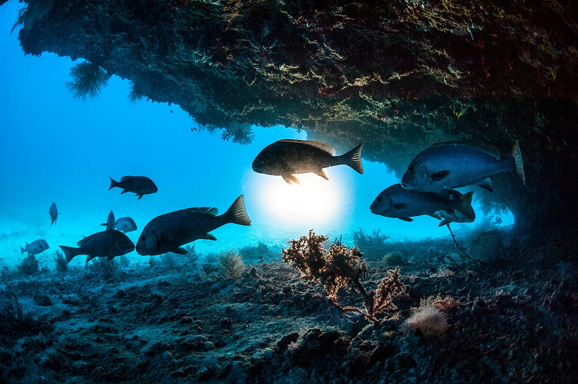 Comprender la sintiencia de los peces resulta esencial para valorar la especie (Getty)