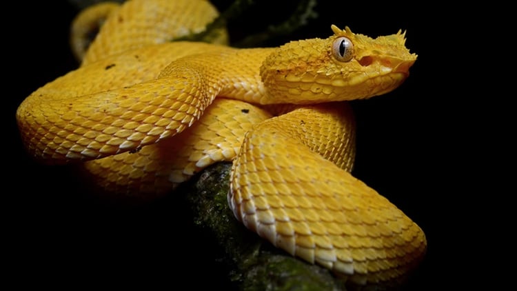 La Bothrops insularis solo se encuentra en una isla frente a la costa de San Pablo, en Brasil.