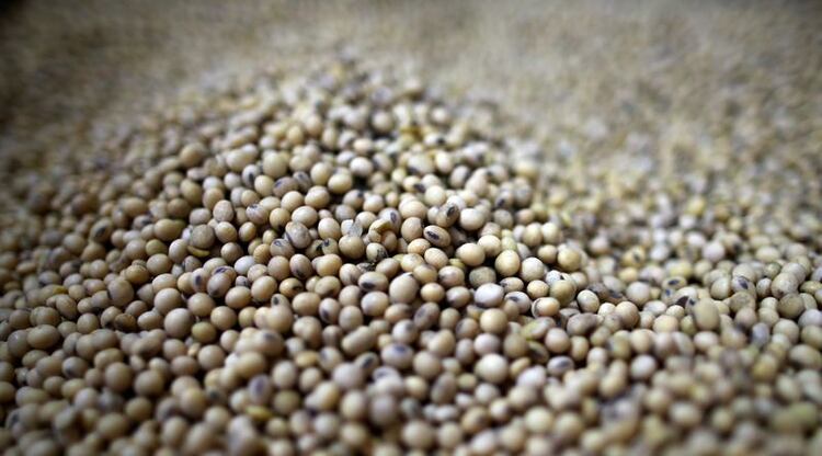 Foto de archivo de granos de soja