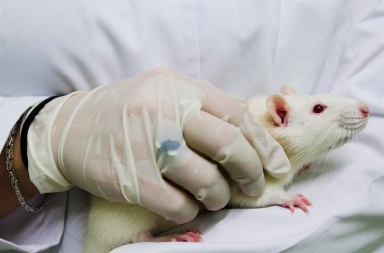 Científicos lograron retrasar en ratones la aparición de la enfermedad de Alzheimer (Efe) 