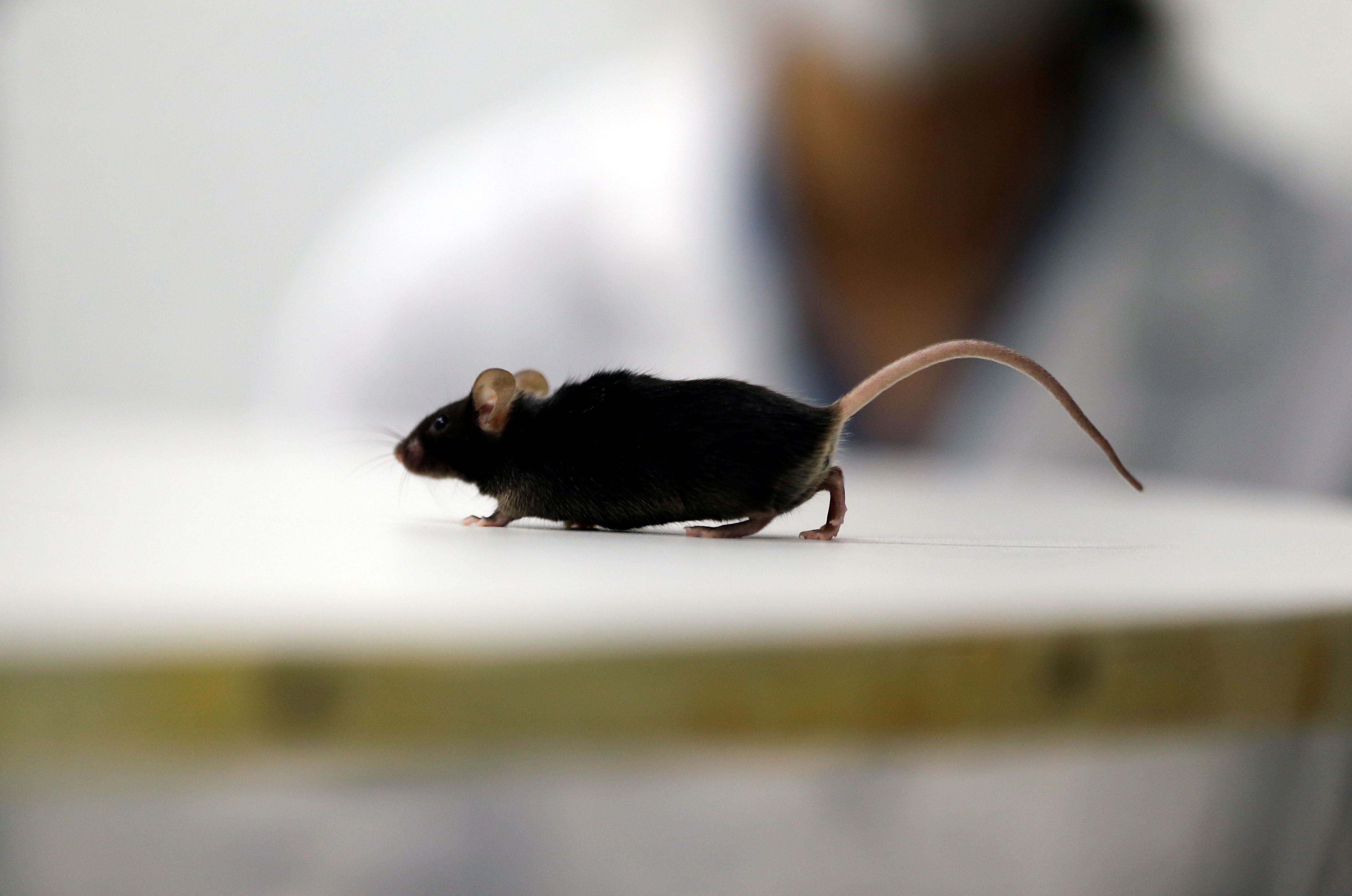 Este nuevo descubrimiento en ratones será fundamental para futuros estudios en humanos REUTERS/Leon Kuegeler