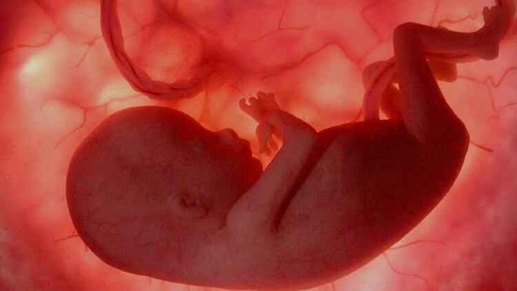 La placenta actúa como un guardián para proporcionar alimento esencial de una madre a un feto en desarrollo mientras filtra los posibles agentes patógenos (Shutterstock)