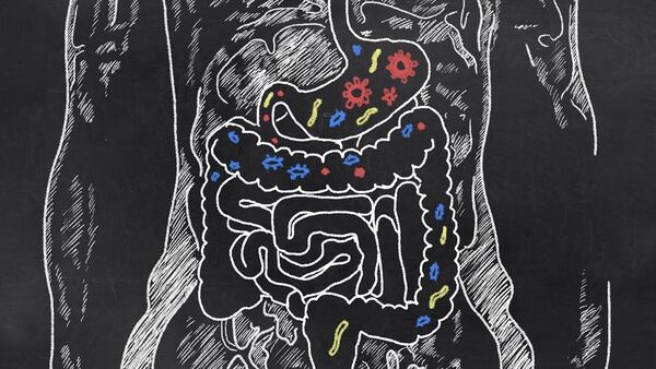Hay bacterias beneficiosas que son claves para el buen funcionamiento de la salud intestinal