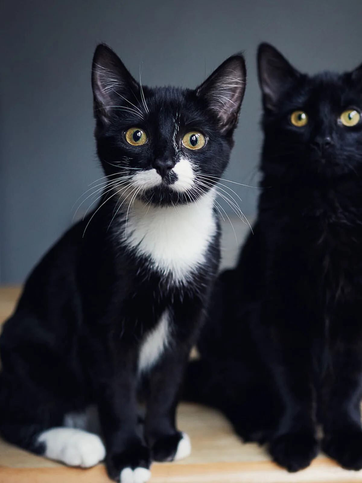 Un estudio afirma que los gatos recuerdan los nombres y caras de