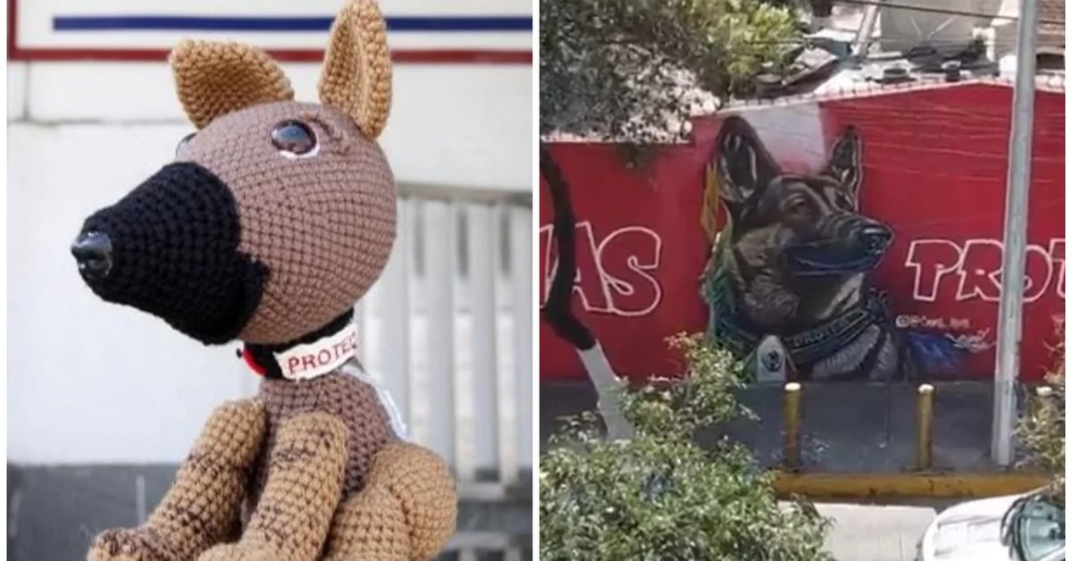 Soft toys in the northern corrido: tributes to Proteo, the rescue dog who died in Turkey