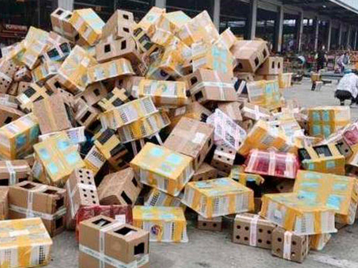 Macabro hallazgo en China: 4.000 perros, gatos y otros animales muertos  dentro de cajas en un depósito - Infobae