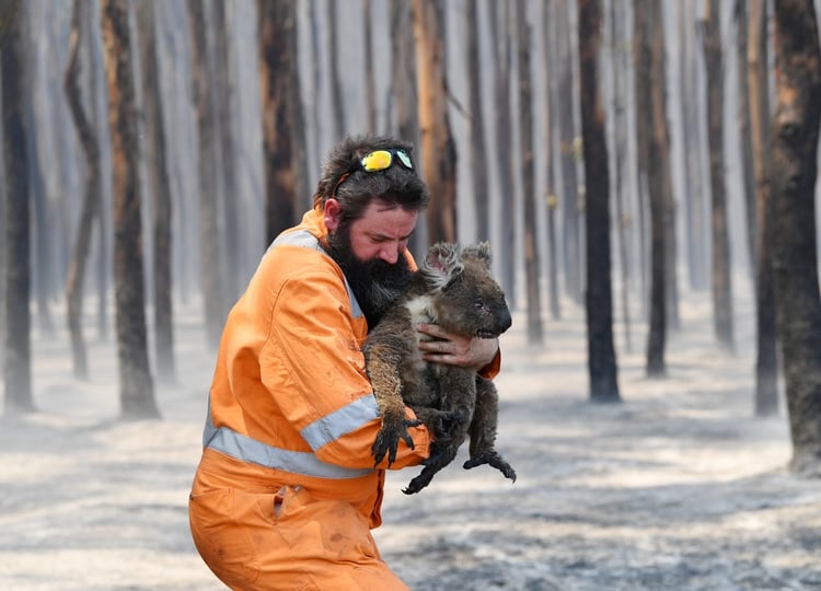 El rescatador de vida silvestre de Adelaida, Simon Adamczyk, es visto con un koala en un bosque en llamas cerca del cabo Borda en la isla Canguro, al suroeste de Adelaida, Australia, el 7 de enero de 2020 (Reuters)