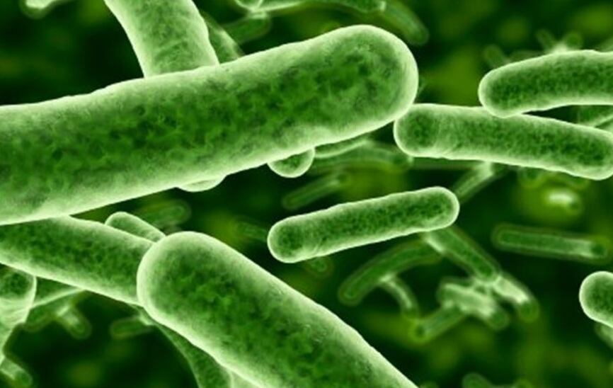 Un probiótico es un microorganismo vivo que cuando se consume en cantidades adecuadas confiere un beneficio para la salud del huésped
