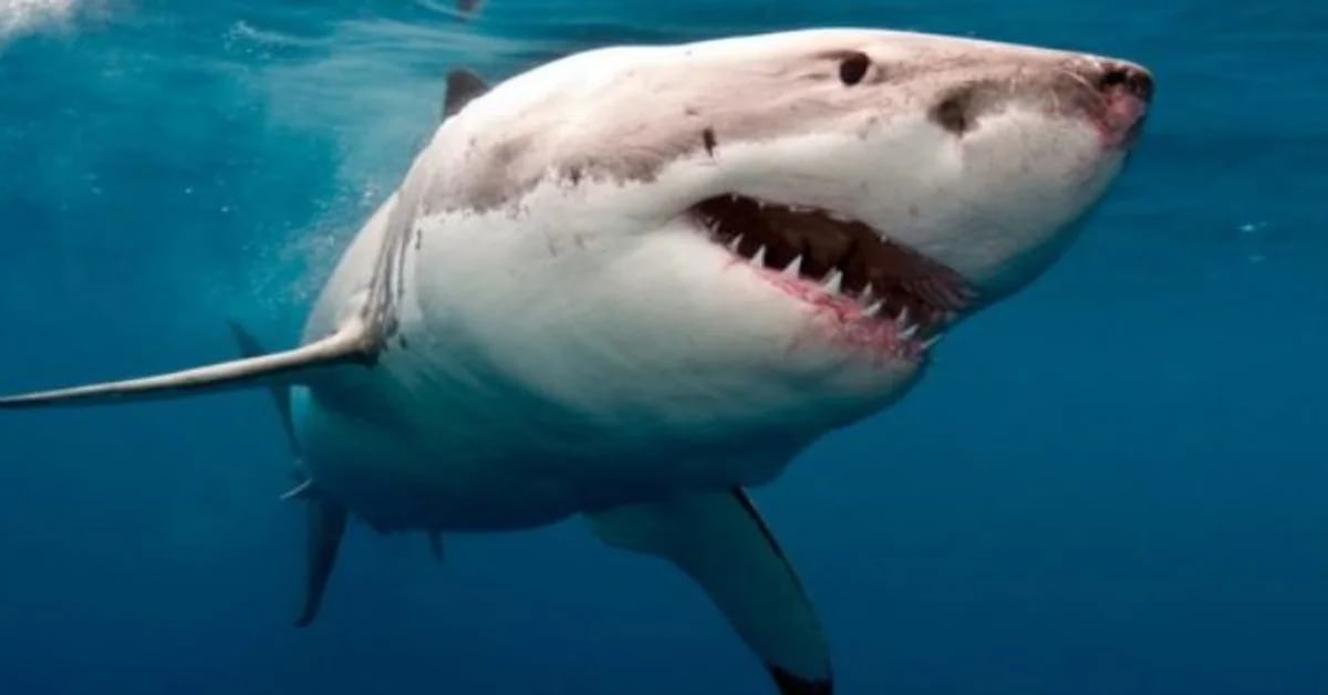 Splendide foto di un grande squalo bianco trovato morto sulle spiagge di New York