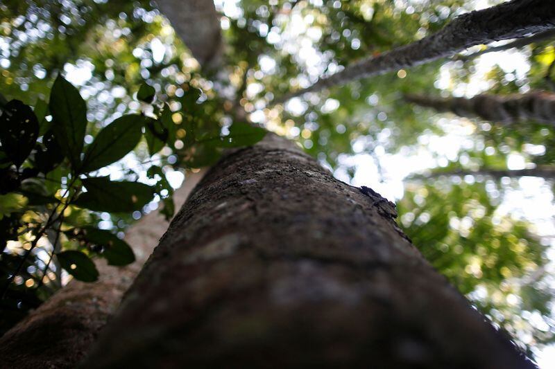 FOTO DE ARCHIVO. Un árbol en un bosque de extracción de madera en la selva amazónica, dentro del Parque Forestal Nacional Jamari, en Itapuã do Oeste, estado de Rondonia, Brasil. 28 de septiembre de 2021. REUTERS/Adriano Machado