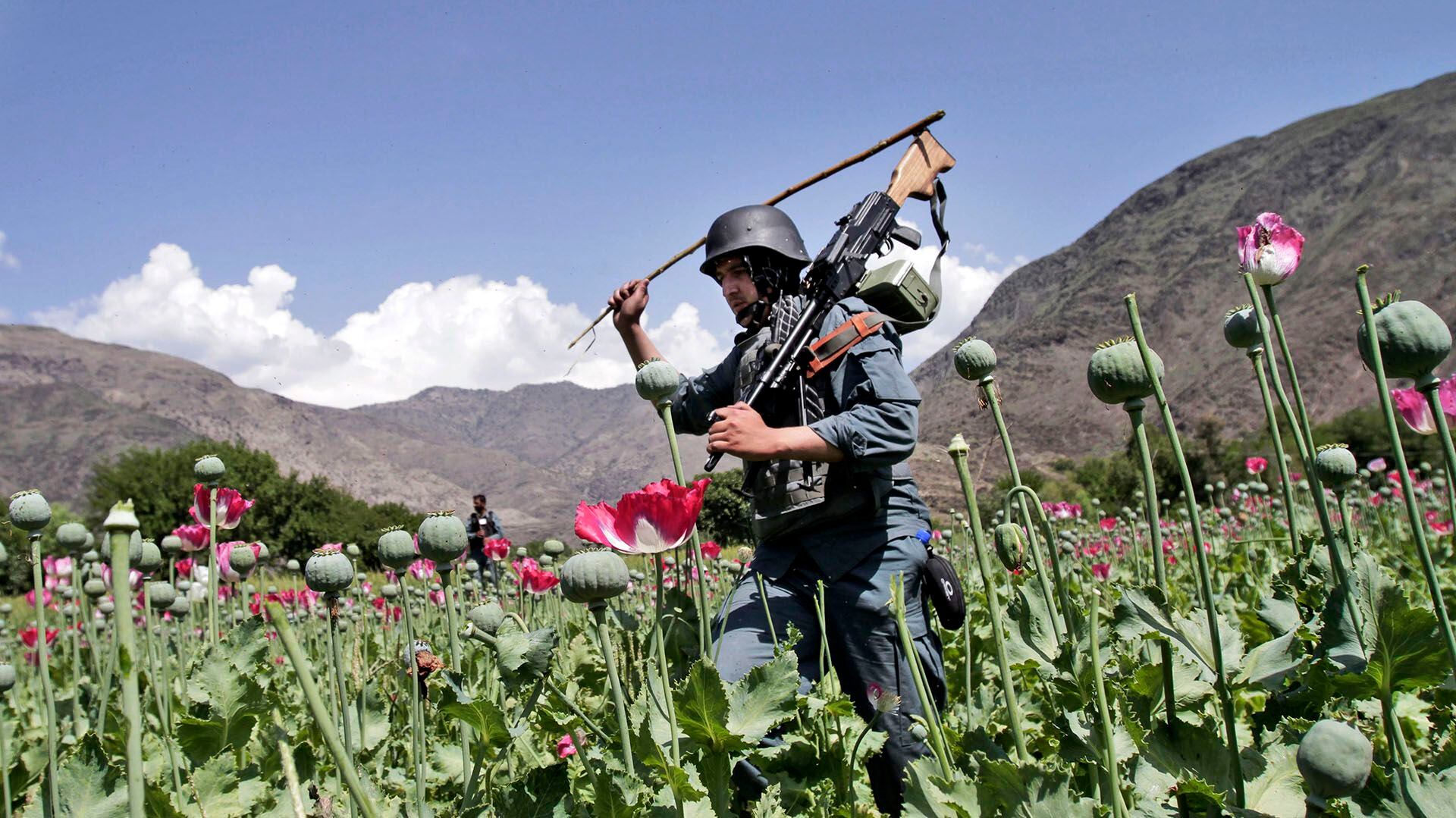 Los totales anuales de incautaciones de metanfetamina desde el interior de Afganistán aumentaron de menos de 100 kilogramos en 2019 a casi 2,700 kilogramos en 2021. (AP/Rahmat Gul) 
