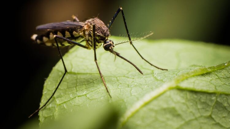 El mosquito anofeles es el principal transmisor de la enfermedad (Shutterstock)
