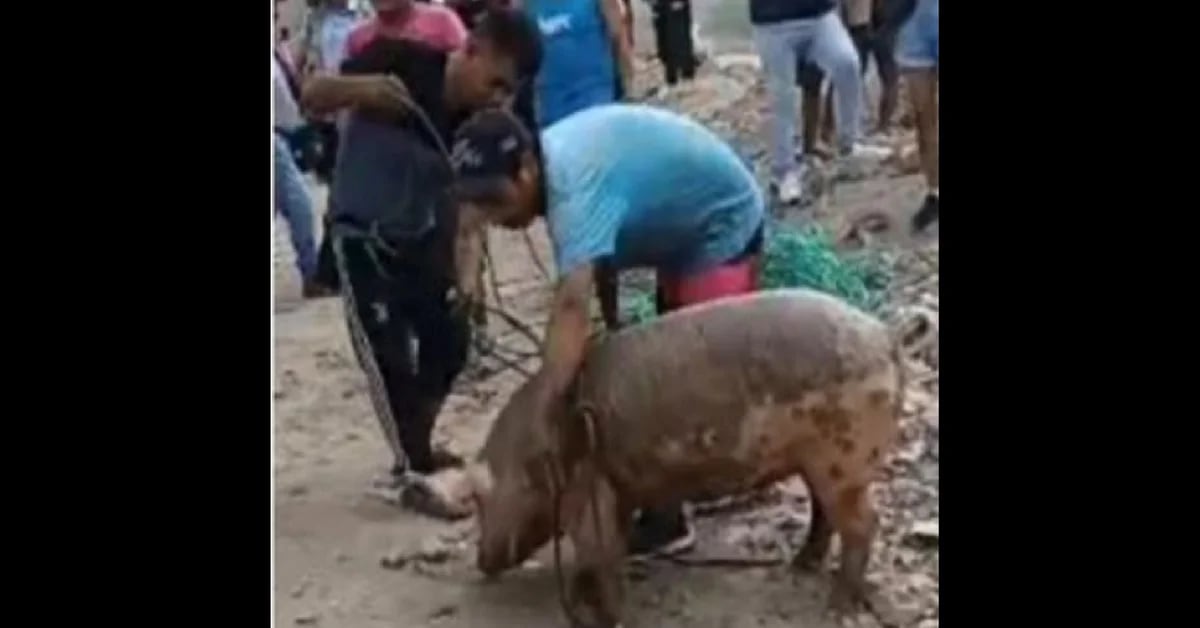Woman claims her pig was rescued from a river, but rescuers had already eaten it