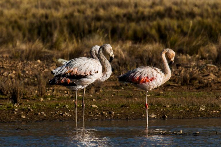 Lugares emblemáticos como el Parque Nacional Manu, Tambopata y Paracas son puntos destacados para la observación de aves.. Créditos: Mongobay