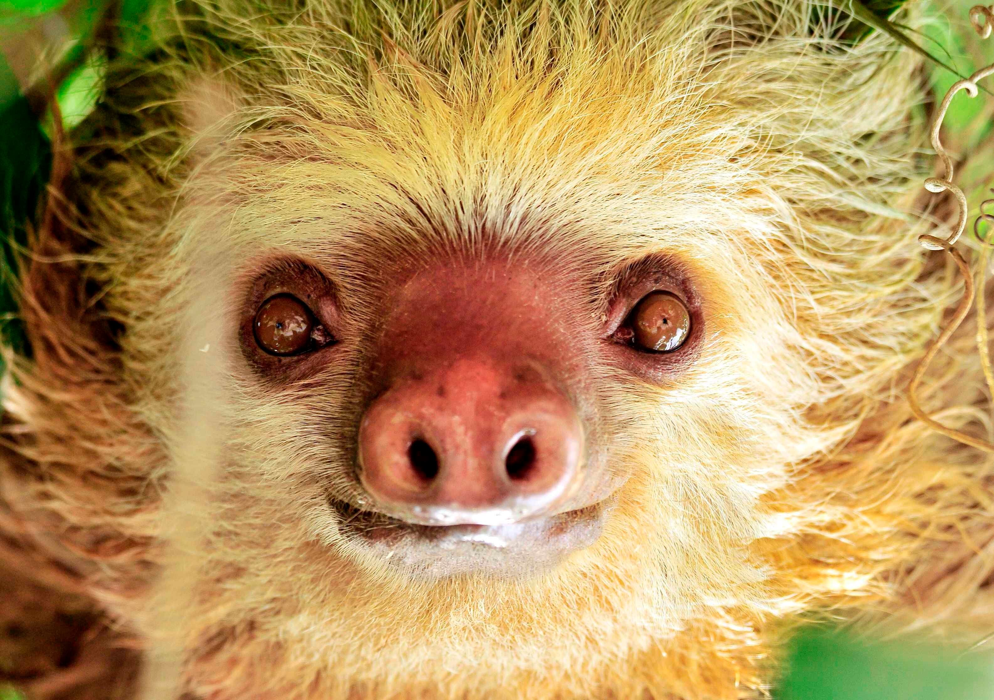 Dentro de los 29 parques nacionales que tiene Costa Rica se encuentran especies en peligro de extinción (EFE/Jeffrey Arguedas)