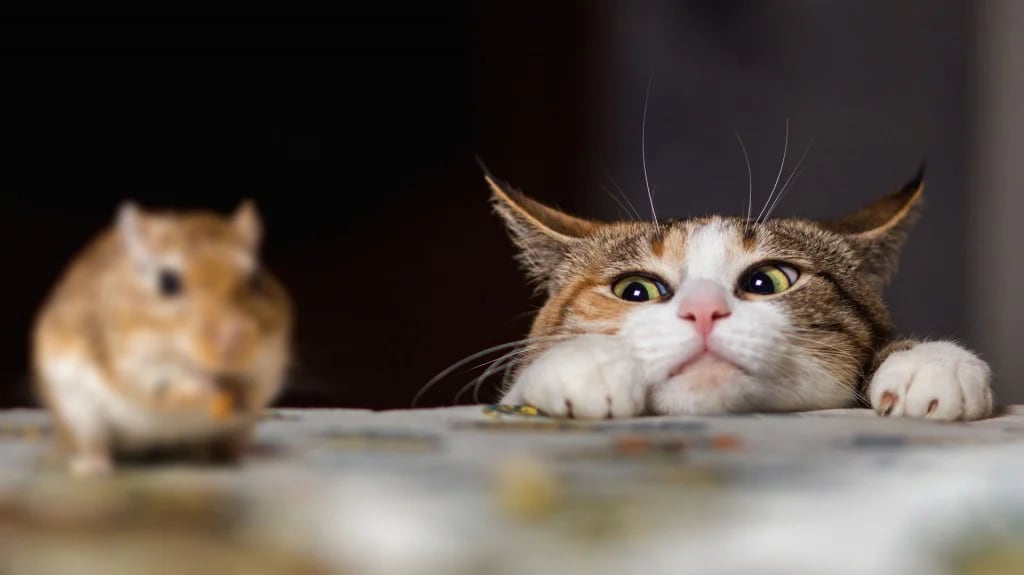Los gatos domésticos todavía conservan el instinto de caza de sus ancestros                    (Shutterstock)
