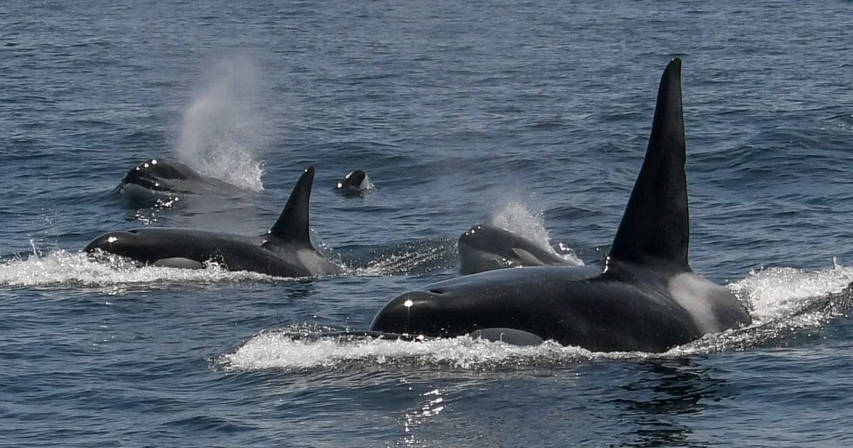 A group of killer whales sank a sailboat in the Strait of Gibraltar: What are the reasons for this phenomenon?