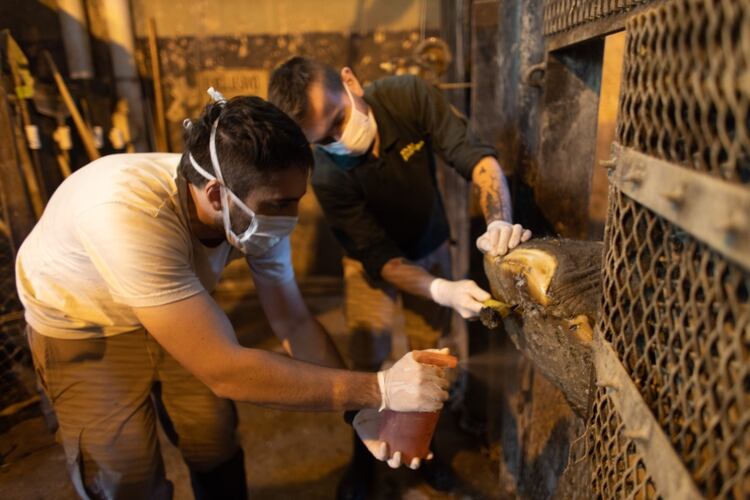 Parte de los cuidados que recibe Mara son los cuidado podológicos diarios. (Ecoparque)