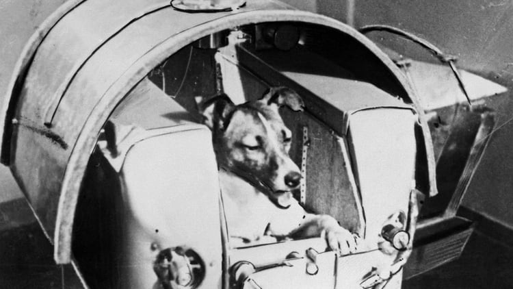 Laika, el primer ser vivo terrestre en viajar al espacio (AFP)