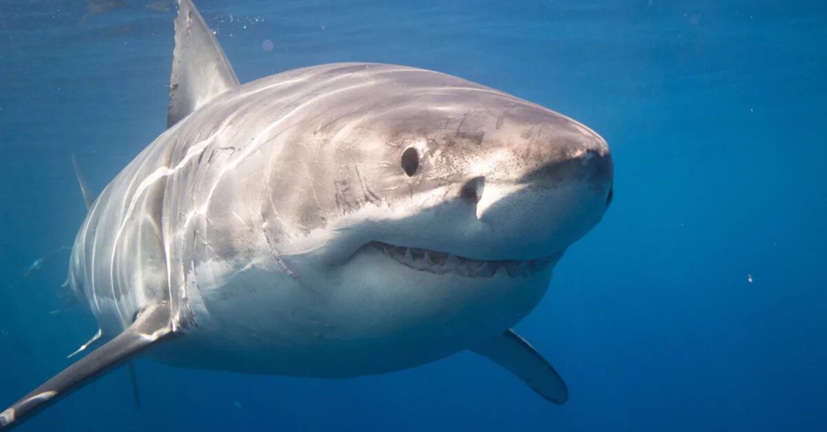 They recorded two shark attacks in less than 24 hours on a beach in Brazil